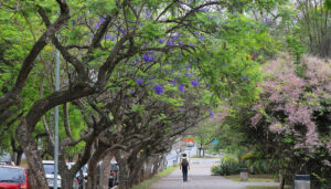 University of Sao Paulo