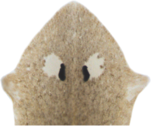 University of Michigan