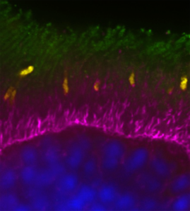 MRC Human Genetics Unit, University of Edinburgh