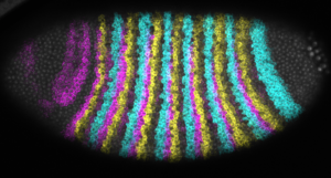 University of Cambridge