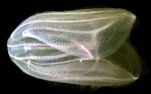 University of Florida (Whitney Laboratory for Marine Bioscience)