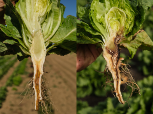 University of California, Riverside