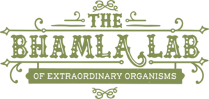 Georgia Institute of Technology