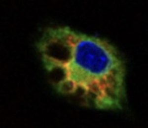 National Research Council (CNR), Institute of Genetic and Biomedical Research (IRGB) - Milan