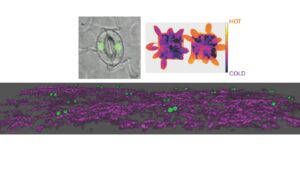 University of Maryland, College Park