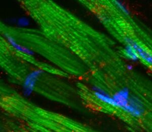 National Research Council (CNR), Institute of Genetic and Biomedical Research (IRGB) - Milan