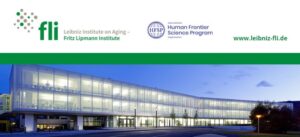 Leibniz-Institut für Alternsforschung – Fritz-Lipmann-Institut e.V. (FLI)