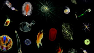 Max Delbrück Center for Molecular Medicine in the Helmholtz Association