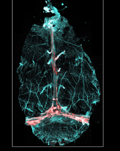 Michigan State University