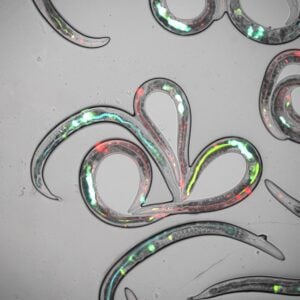 Baylor College of Medicine